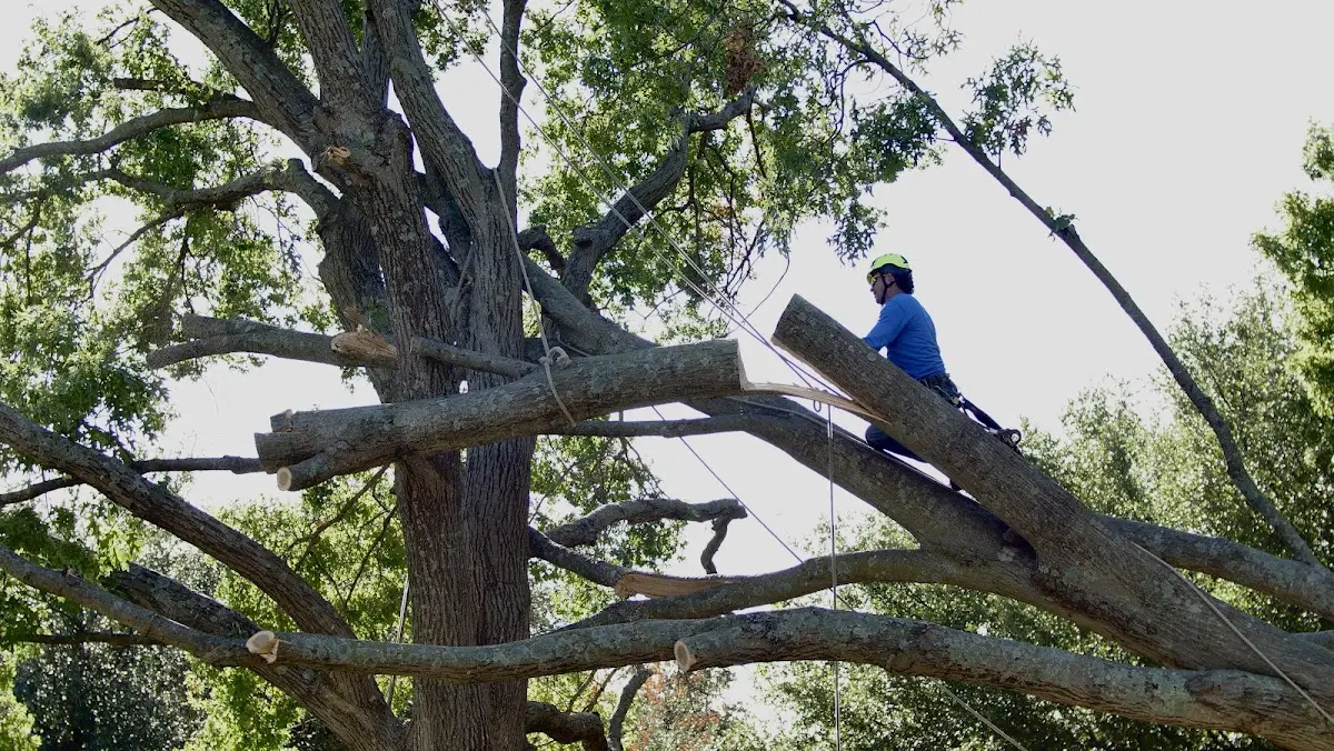 Professional Hazardous Tree Removal performed by certified arborists in Whippany