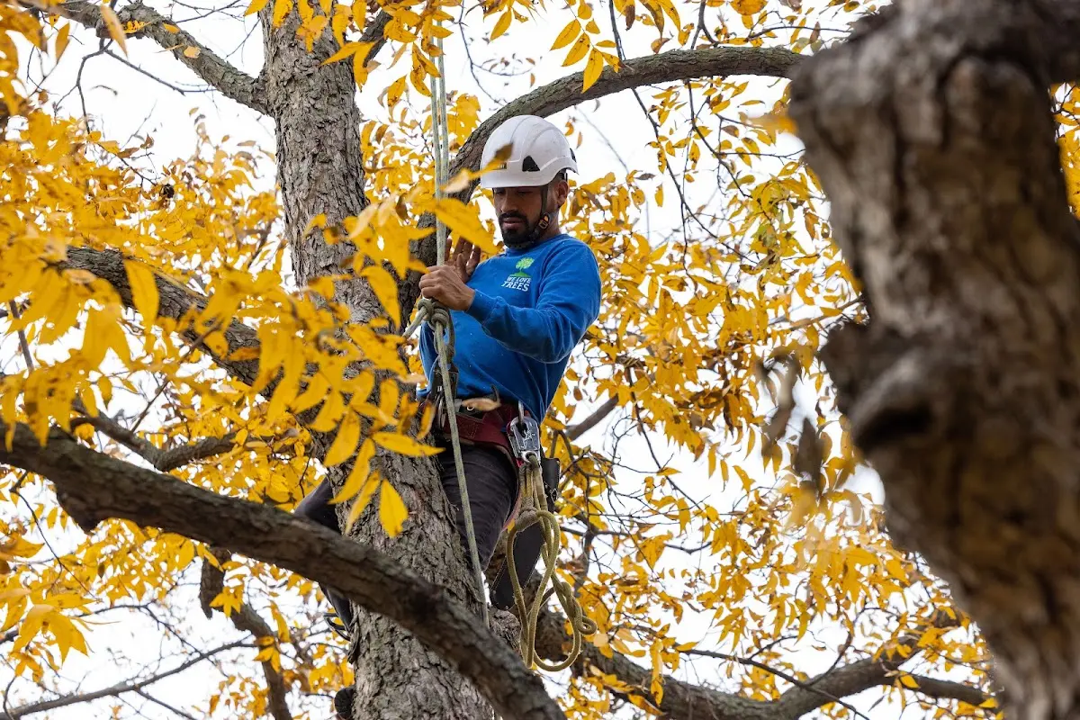 Skilled Tree Planting crew working in Whippany